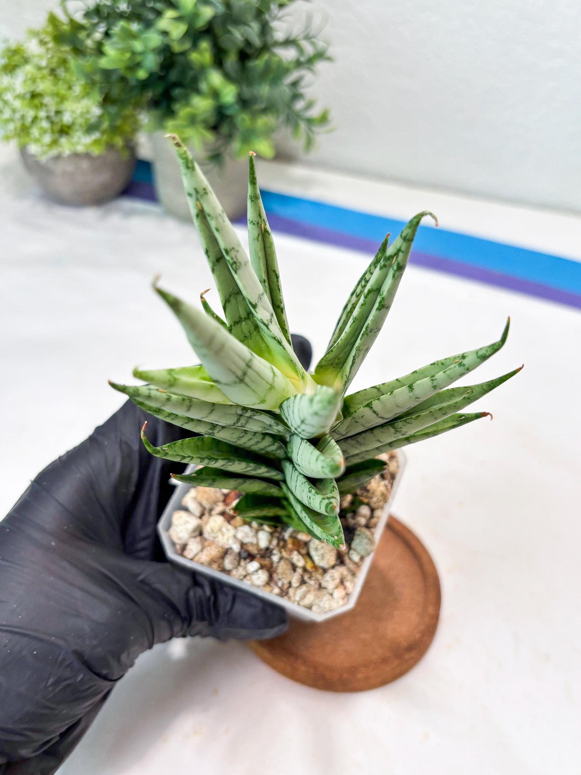 Sansevieria Kesia (#Ba61) | Rare Hybrid Snake Plant