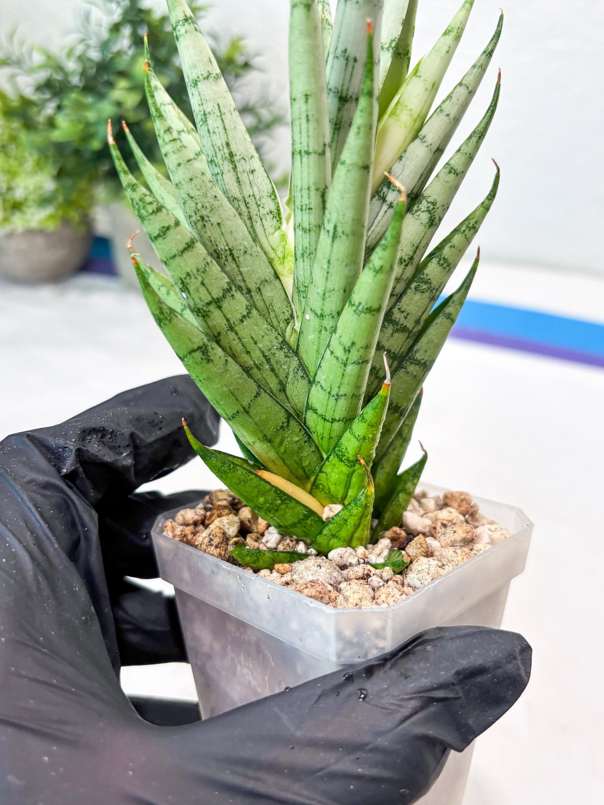 Sansevieria Kesia (#Ba61) | Rare Hybrid Snake Plant