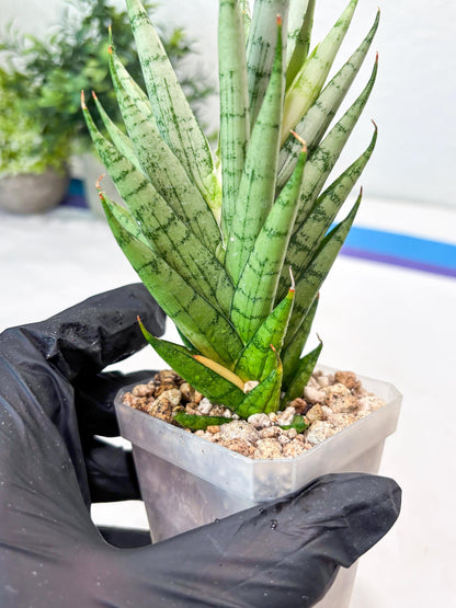 Sansevieria Kesia (#Ba61) | Rare Hybrid Snake Plant