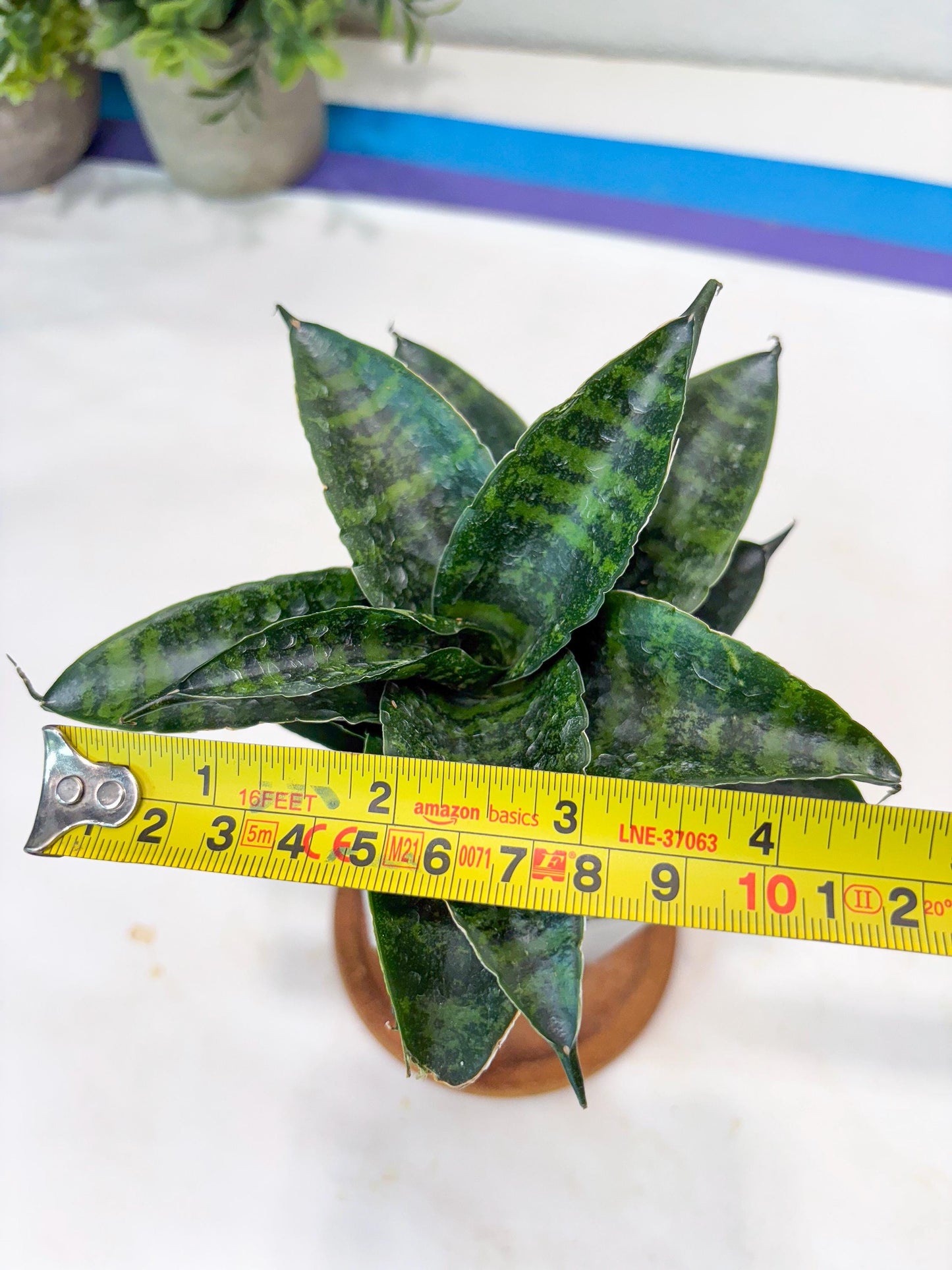 Sansevieria Kraden (#Ba62) Rare Hybrid Snake Plant