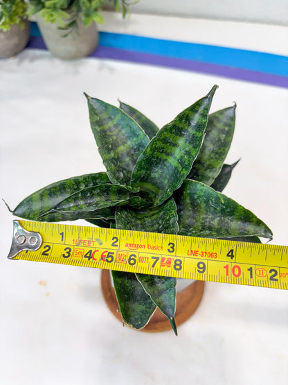Sansevieria Kraden (#Ba62) Rare Hybrid Snake Plant