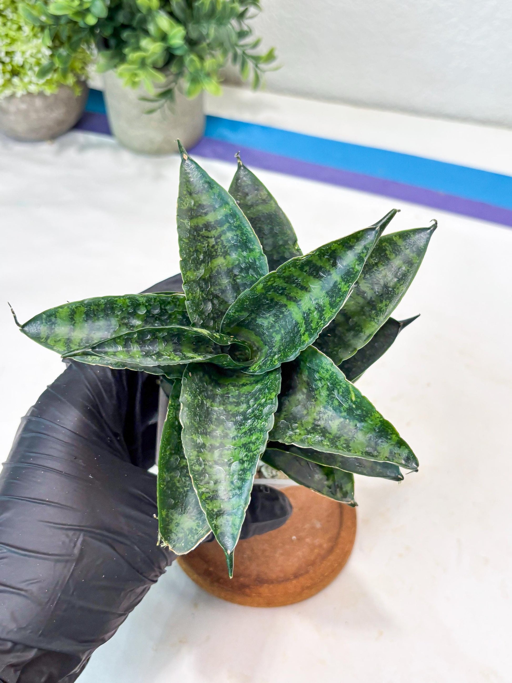 Sansevieria Kraden (#Ba62) Rare Hybrid Snake Plant