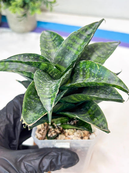 Sansevieria Kraden (#Ba62) Rare Hybrid Snake Plant