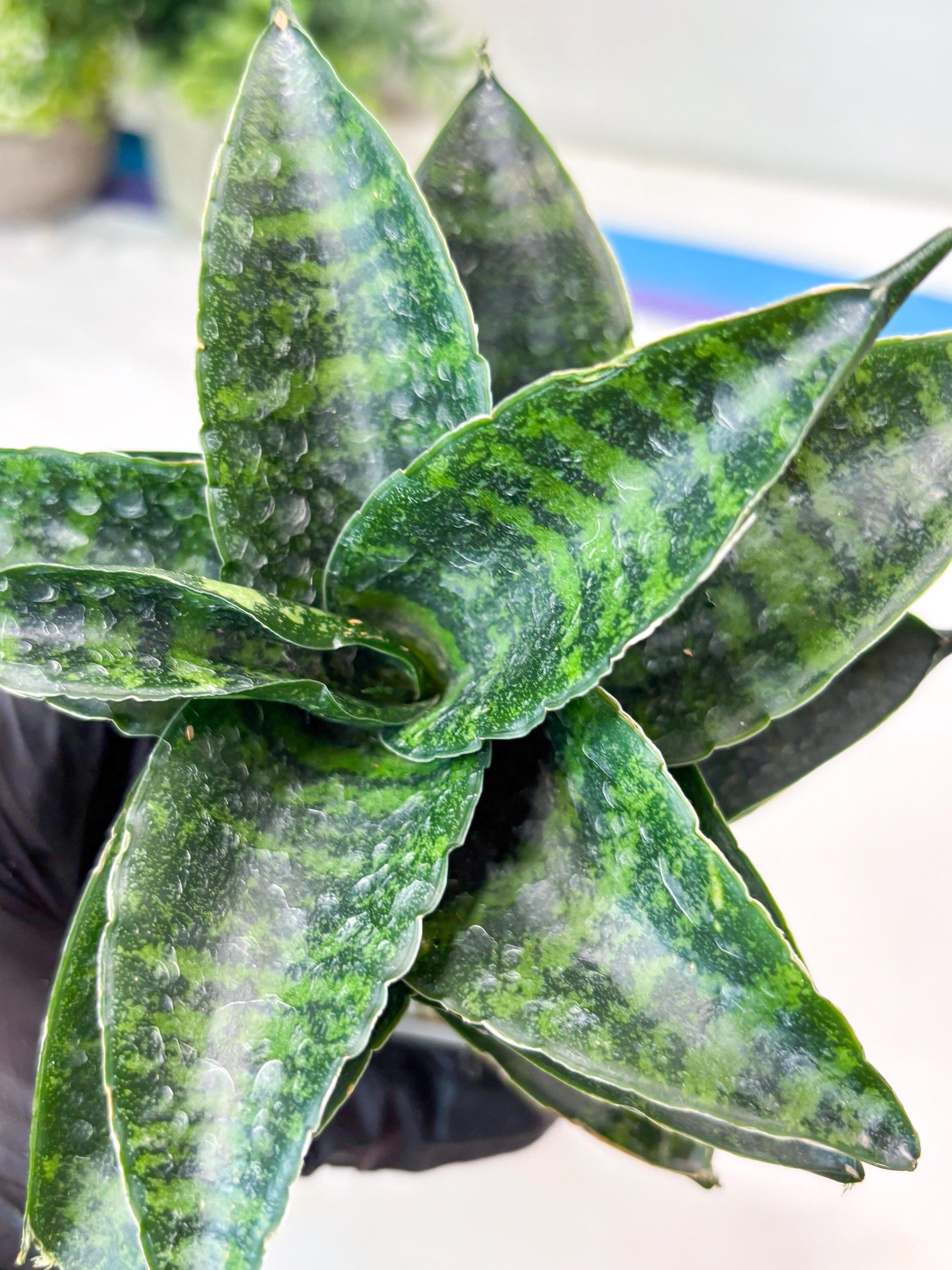 Sansevieria Kraden (#Ba62) Rare Hybrid Snake Plant
