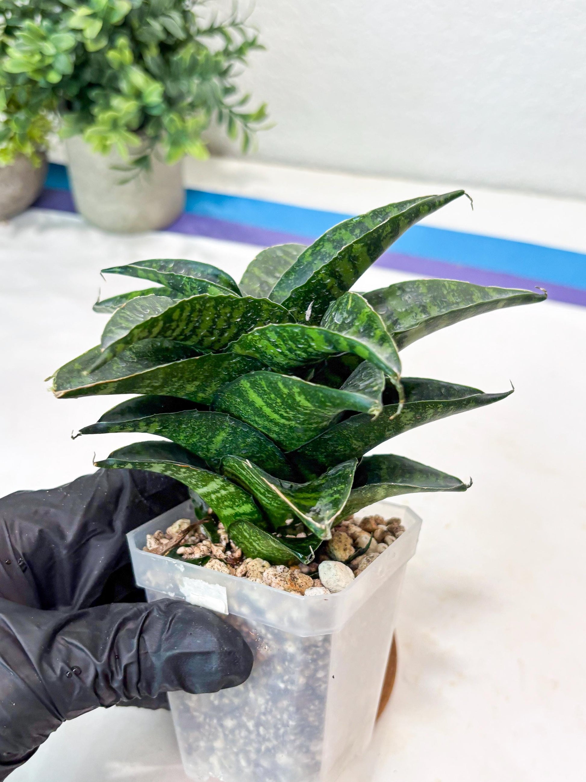 Sansevieria Kraden (#Ba62) Rare Hybrid Snake Plant