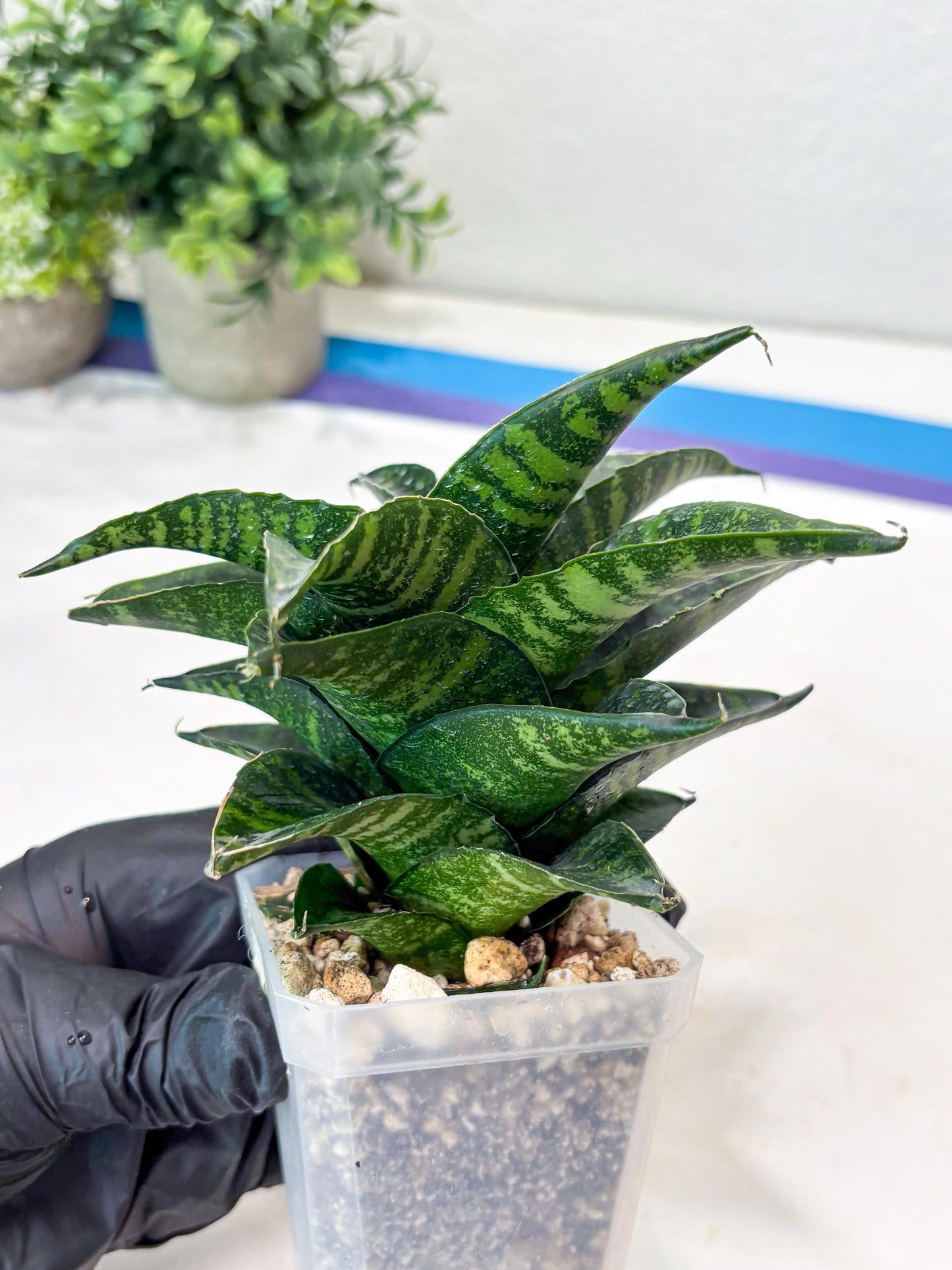 Sansevieria Kraden (#Ba62) Rare Hybrid Snake Plant