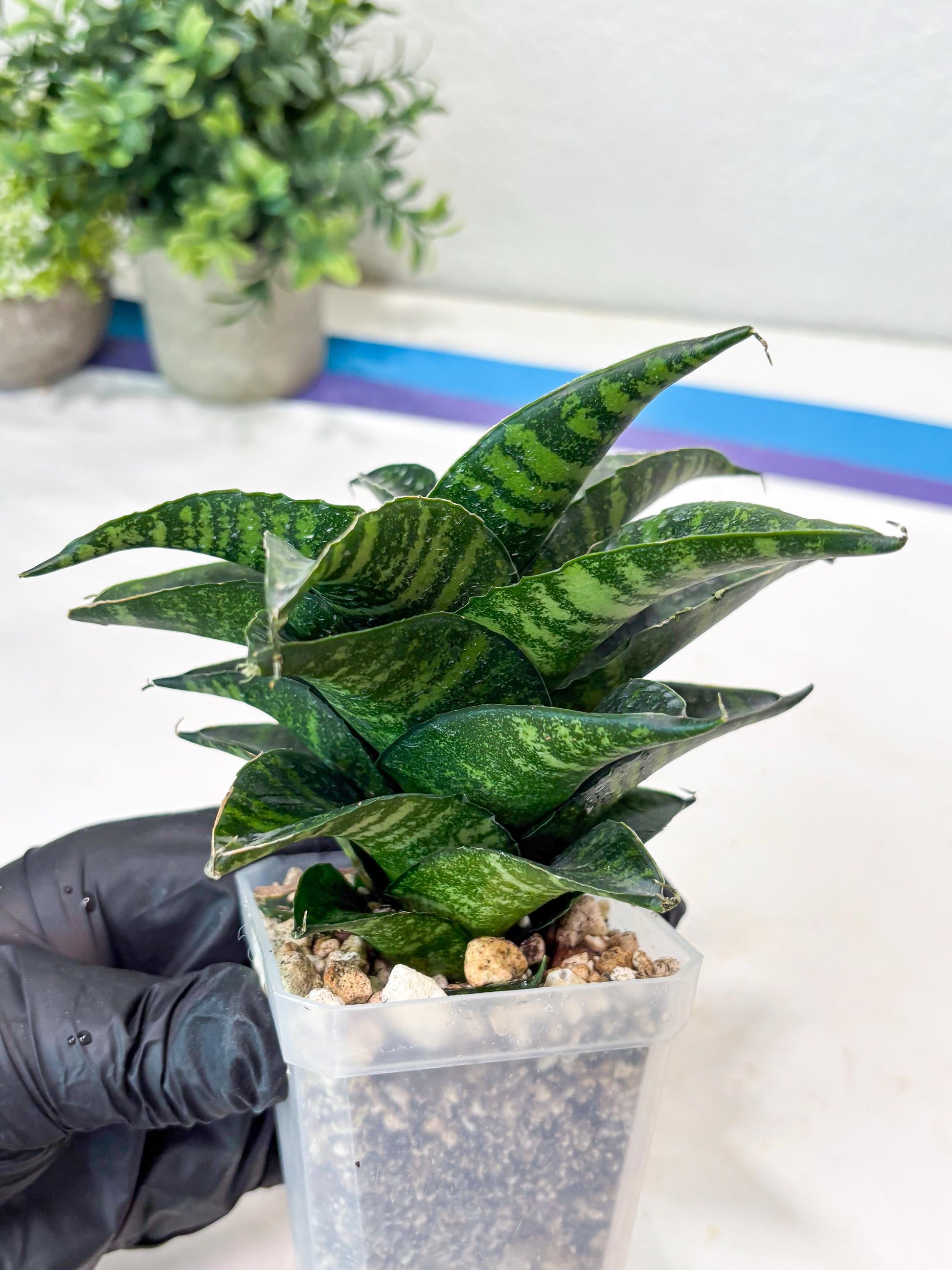 Sansevieria Kraden (#Ba62) Rare Hybrid Snake Plant