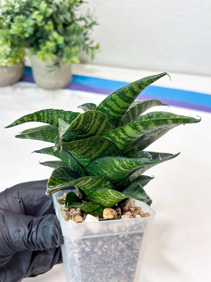 Sansevieria Kraden (#Ba62) Rare Hybrid Snake Plant