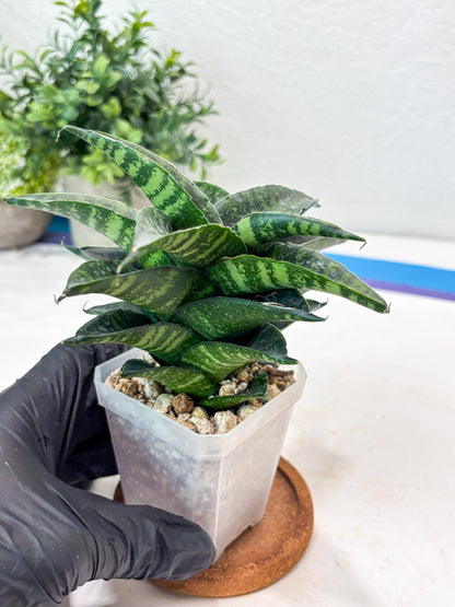 Sansevieria Kraden (#Ba62) Rare Hybrid Snake Plant