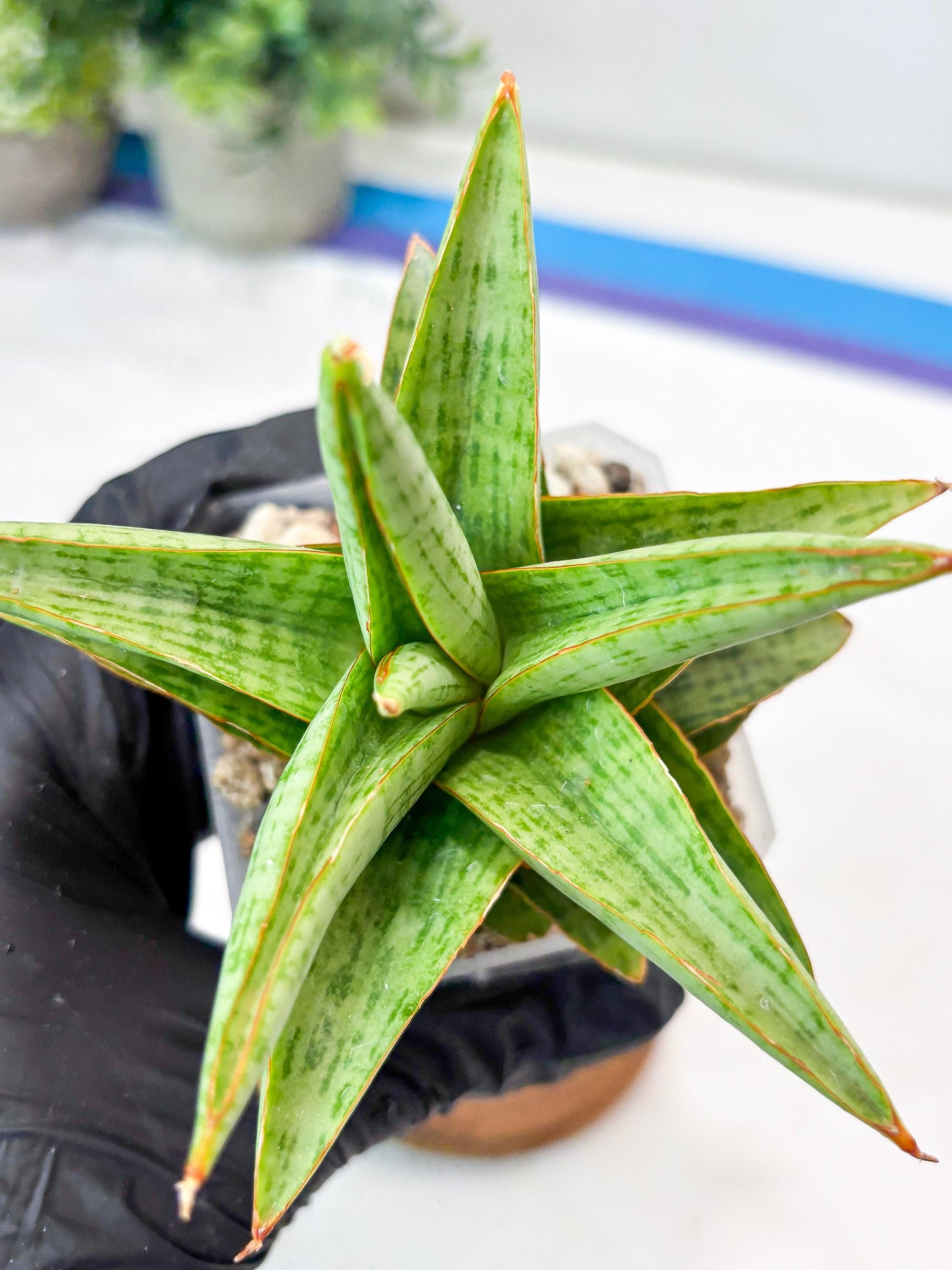 Sansevieria Liwa (#Ba63) | Rare Hybrid Snake Plant