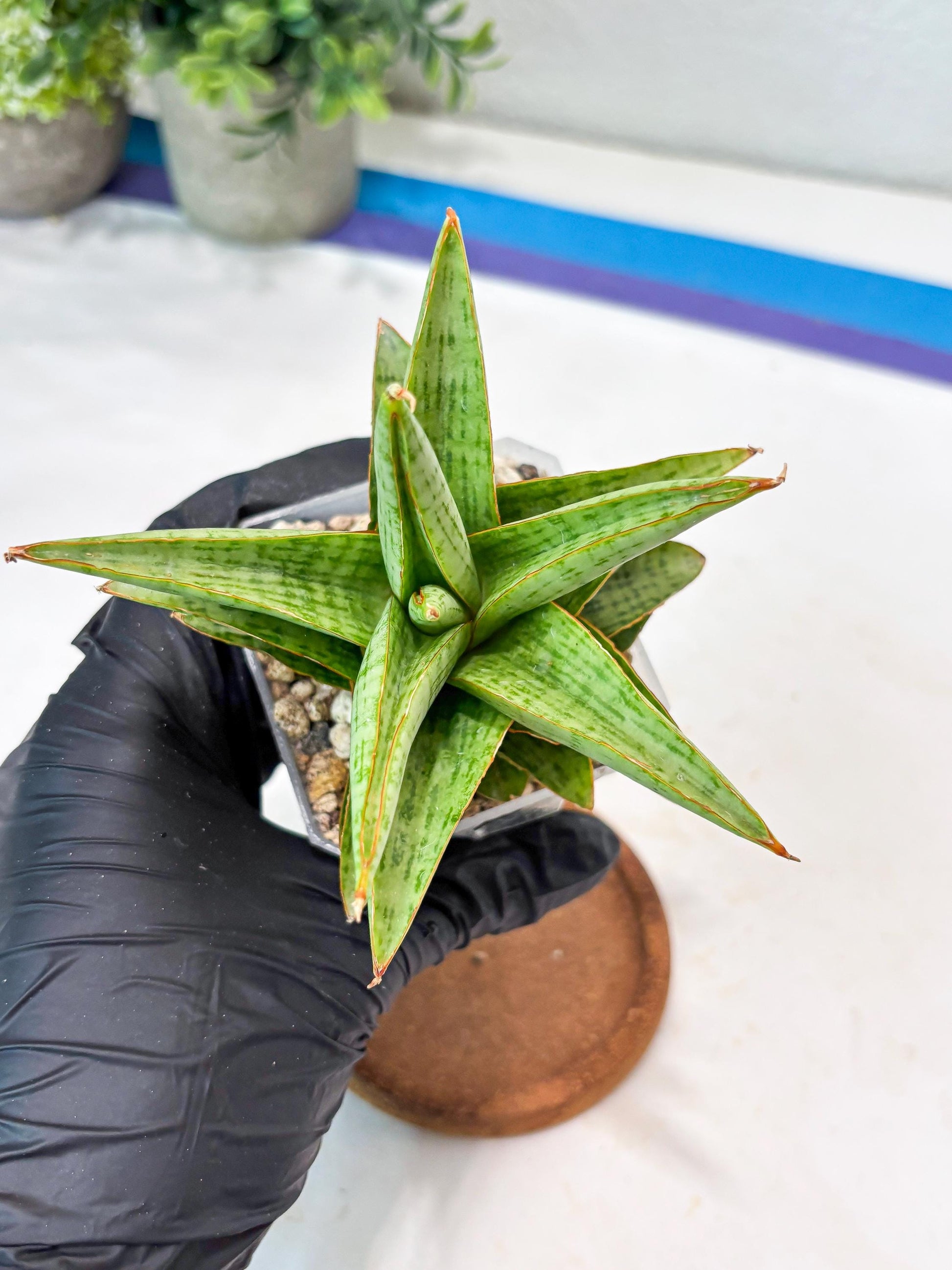 Sansevieria Liwa (#Ba63) | Rare Hybrid Snake Plant