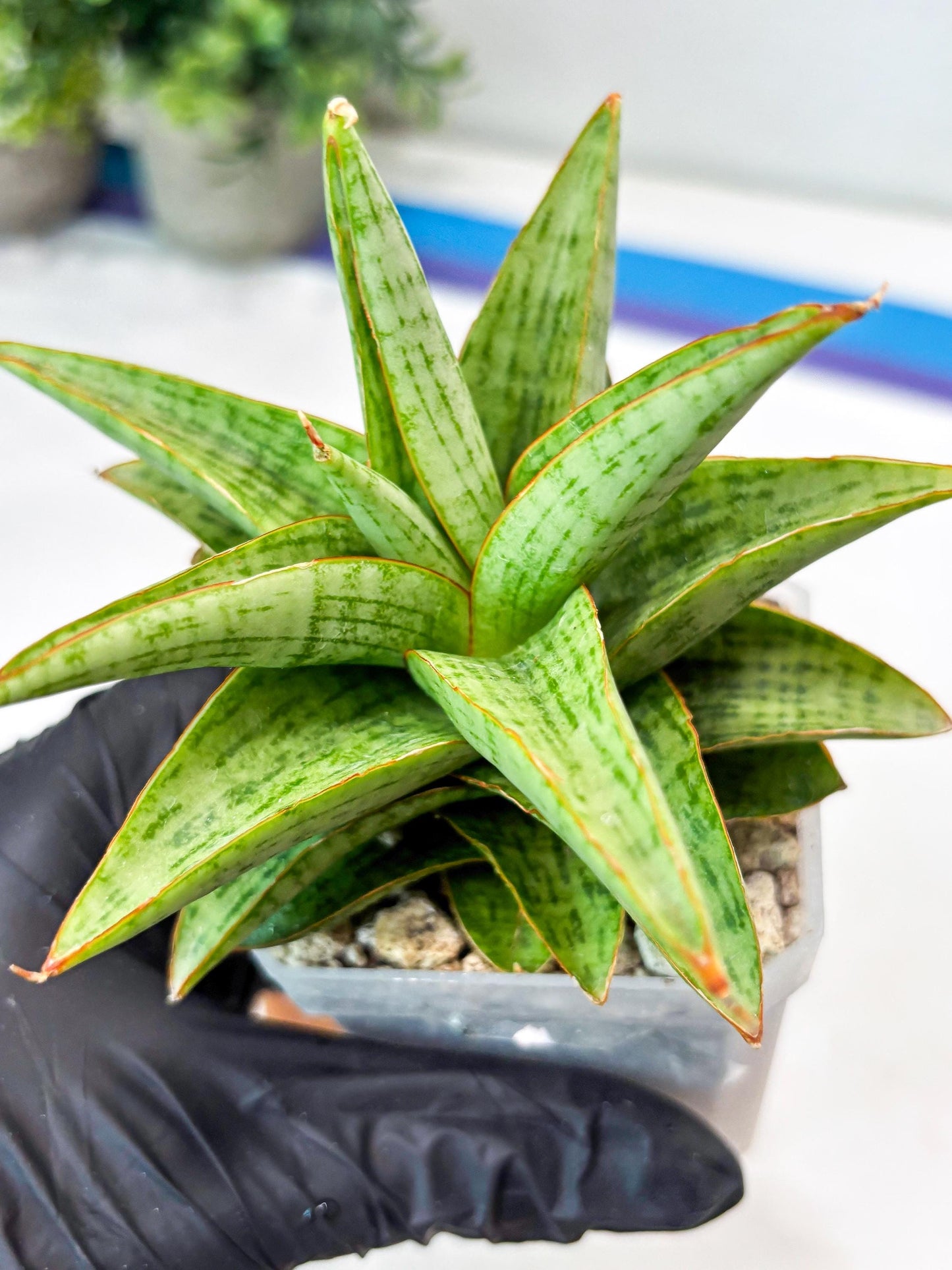 Sansevieria Liwa (#Ba63) | Rare Hybrid Snake Plant