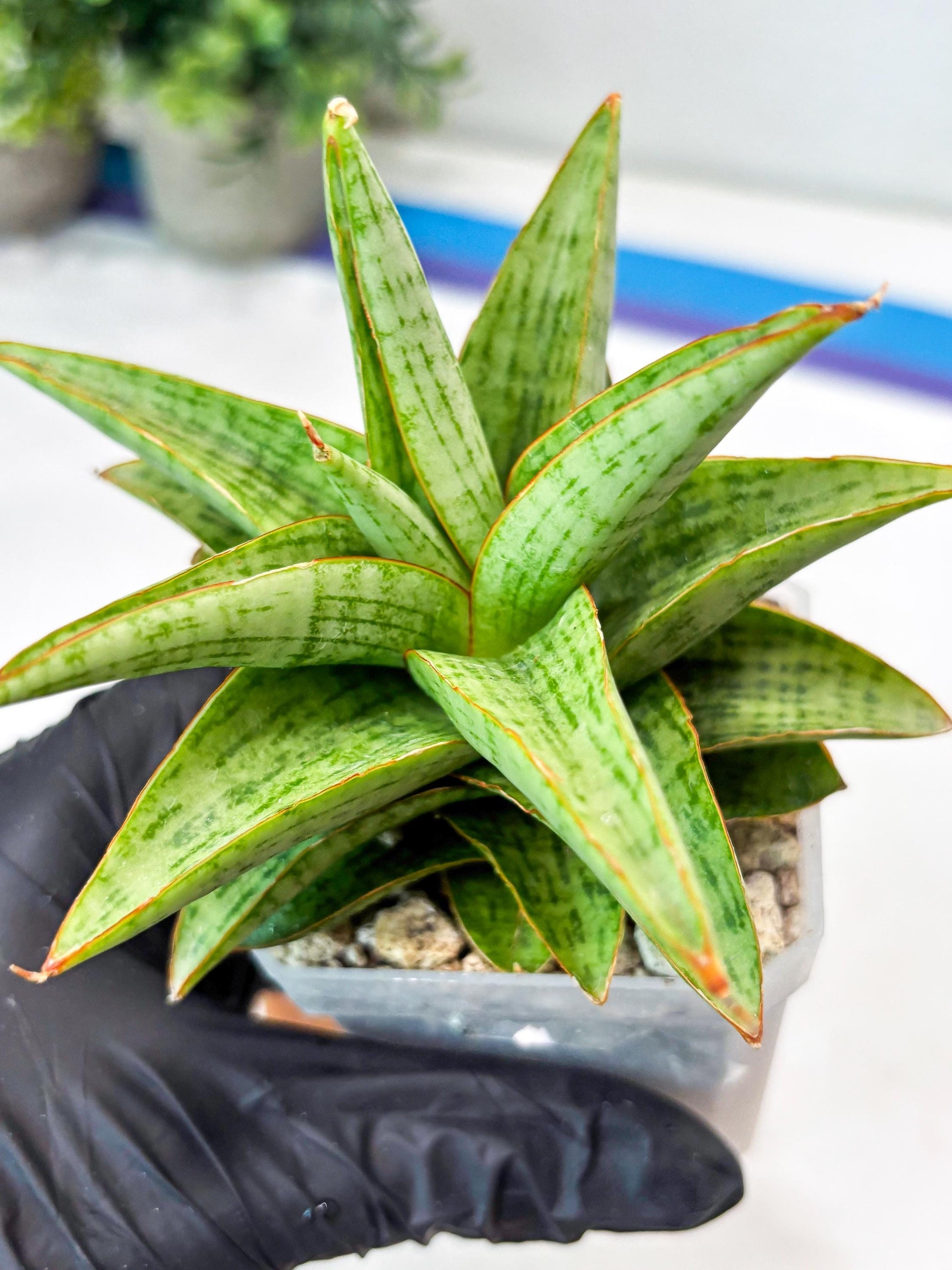 Sansevieria Liwa (#Ba63) | Rare Hybrid Snake Plant