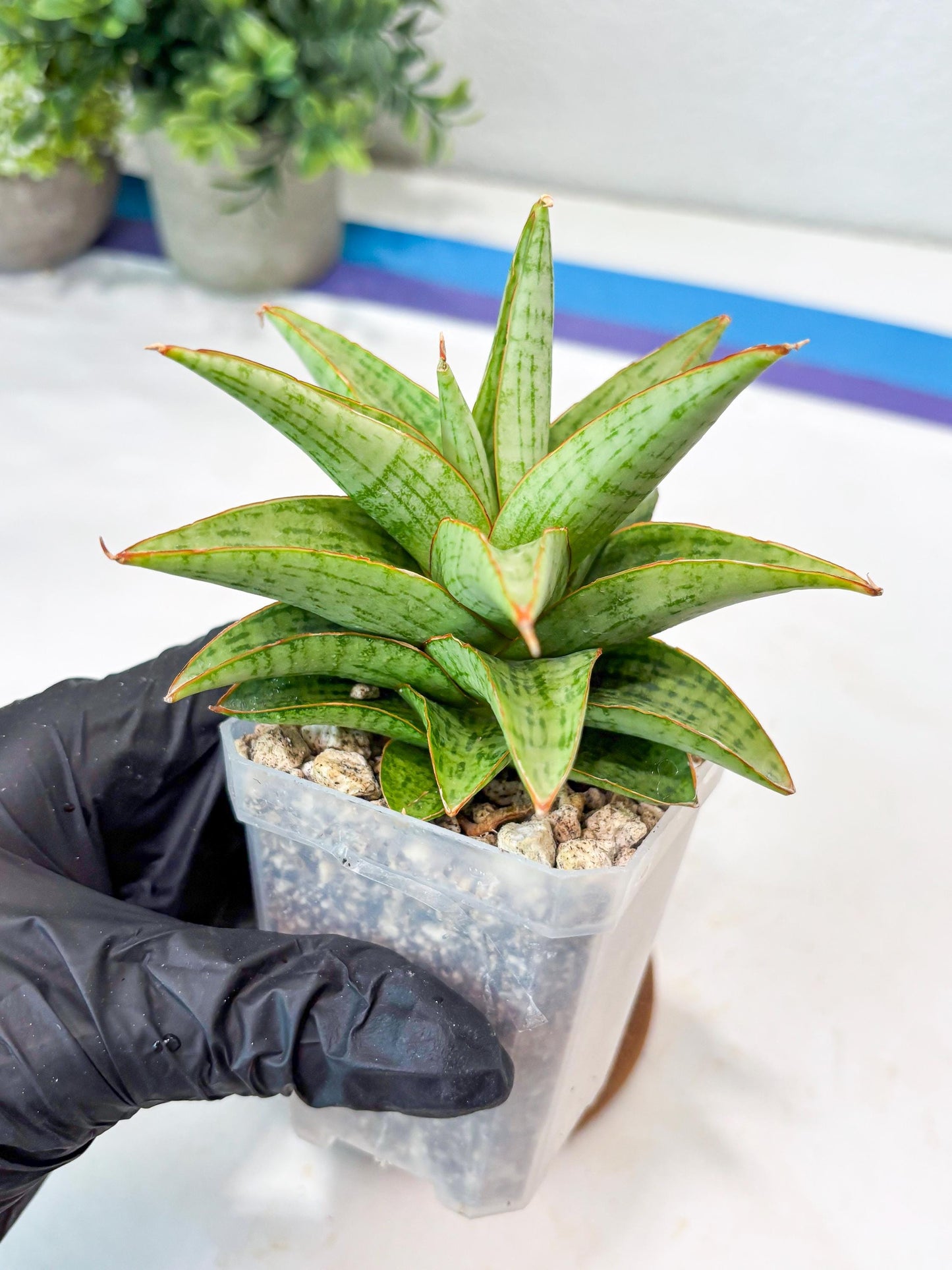Sansevieria Liwa (#Ba63) | Rare Hybrid Snake Plant