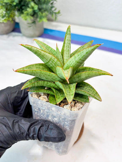 Sansevieria Liwa (#Ba63) | Rare Hybrid Snake Plant