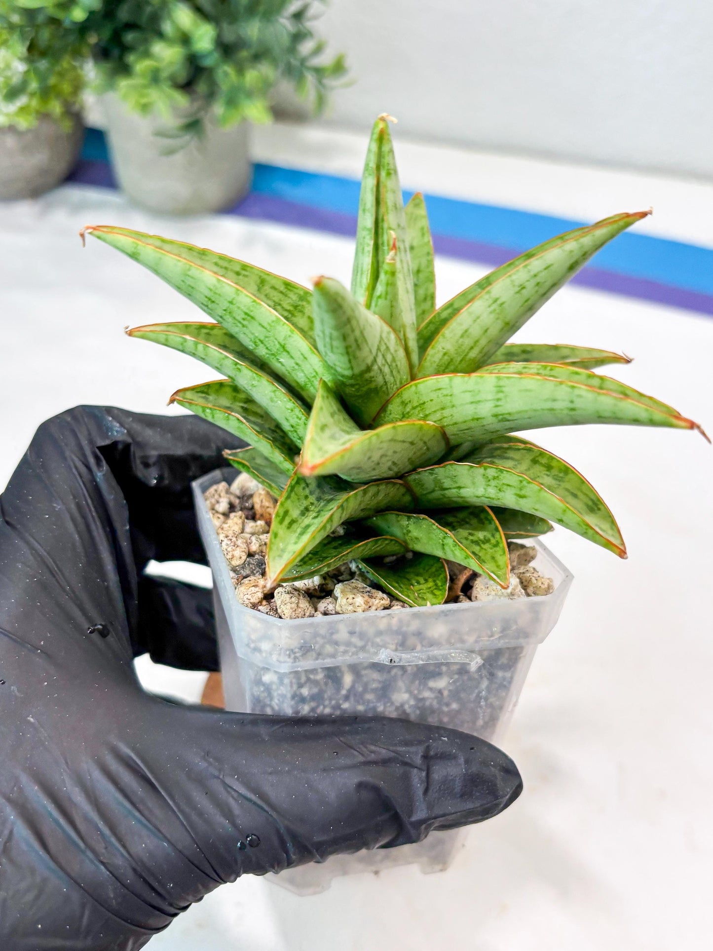 Sansevieria Liwa (#Ba63) | Rare Hybrid Snake Plant