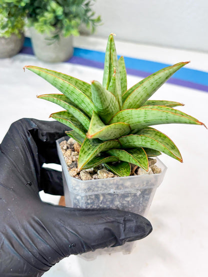 Sansevieria Liwa (#Ba63) | Rare Hybrid Snake Plant