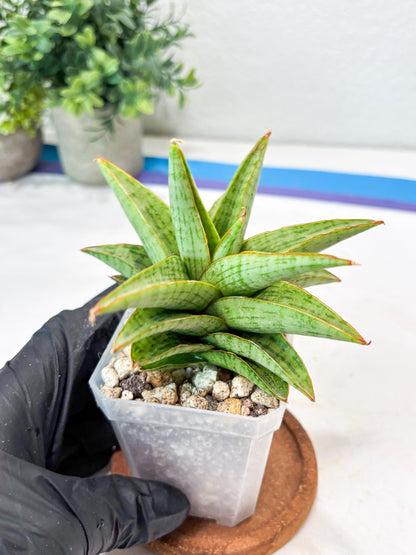 Sansevieria Liwa (#Ba63) | Rare Hybrid Snake Plant