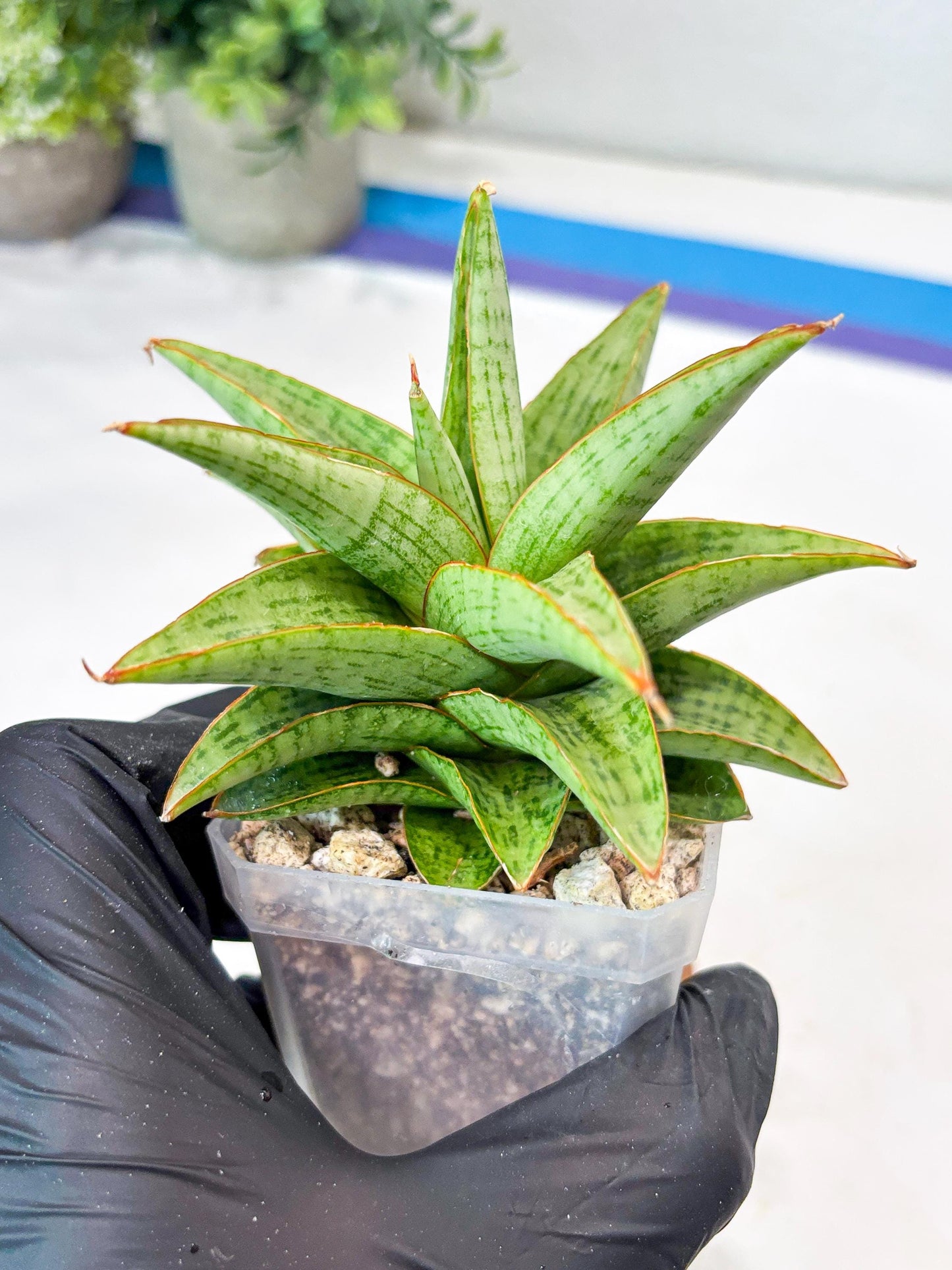 Sansevieria Liwa (#Ba63) | Rare Hybrid Snake Plant