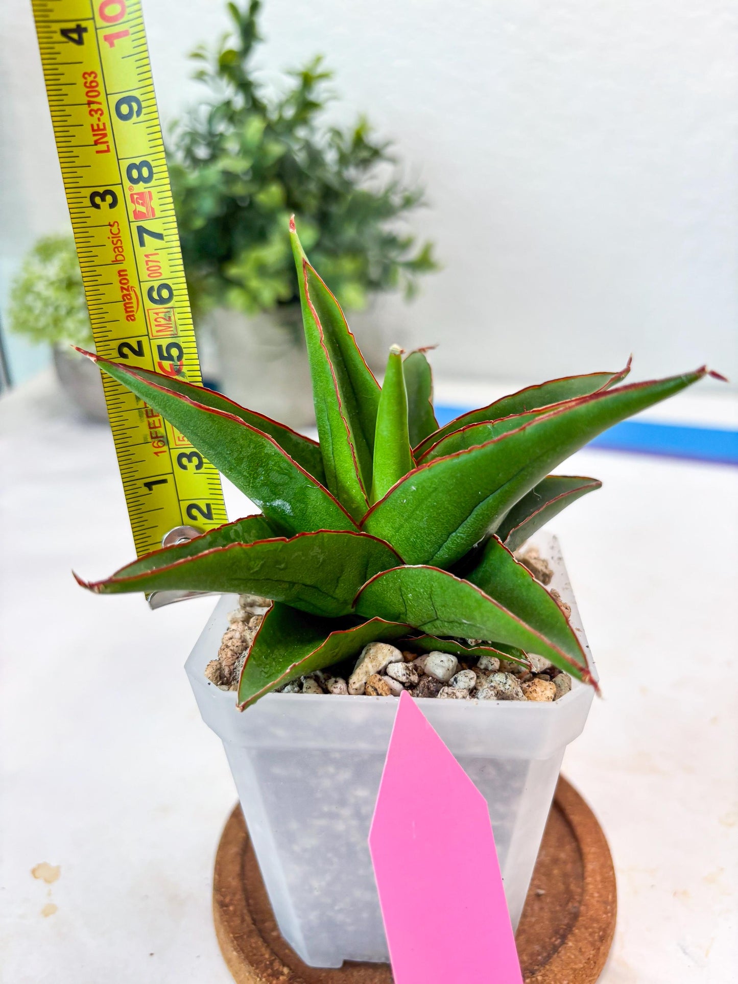 Sansevieria Luna (#Ba64) | Rare Hybrid Snake Plant