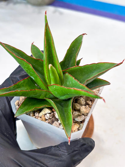 Sansevieria Luna (#Ba64) | Rare Hybrid Snake Plant