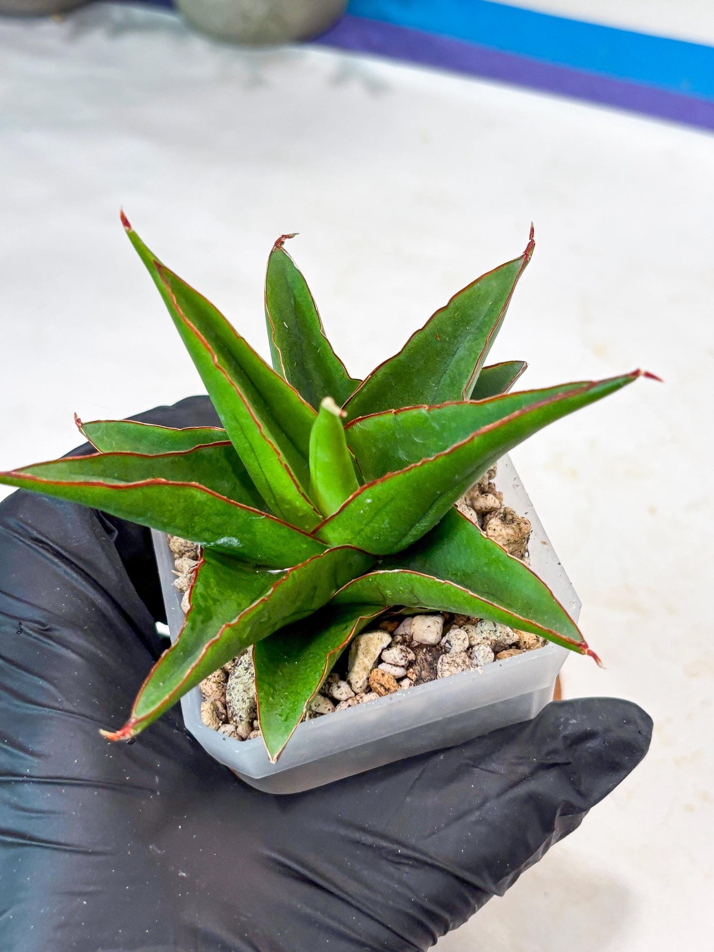 Sansevieria Luna (#Ba64) | Rare Hybrid Snake Plant