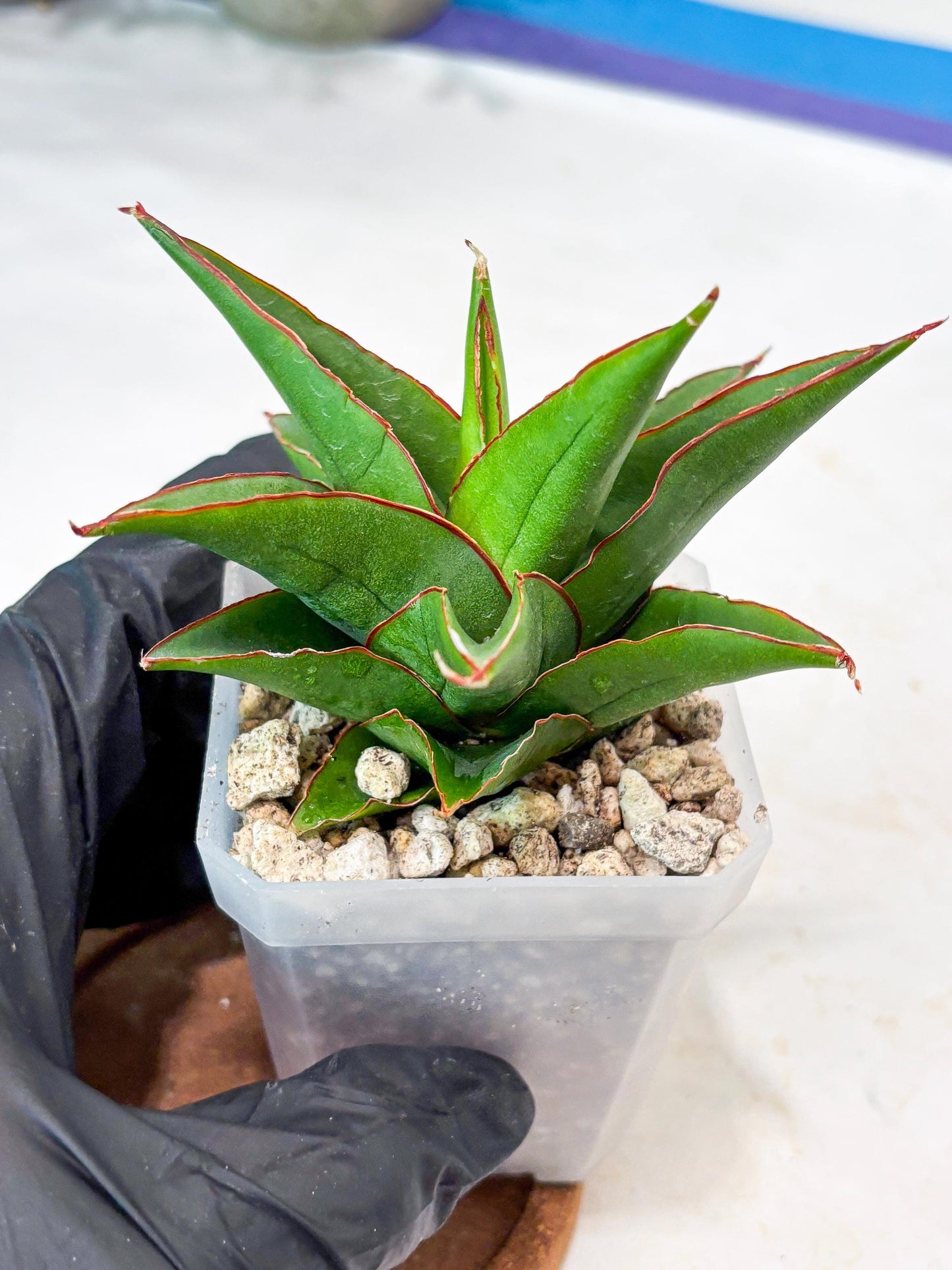 Sansevieria Luna (#Ba64) | Rare Hybrid Snake Plant