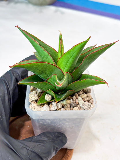 Sansevieria Luna (#Ba64) | Rare Hybrid Snake Plant