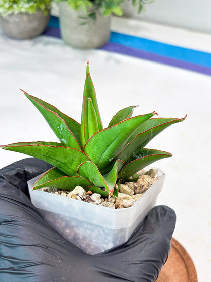 Sansevieria Luna (#Ba64) | Rare Hybrid Snake Plant