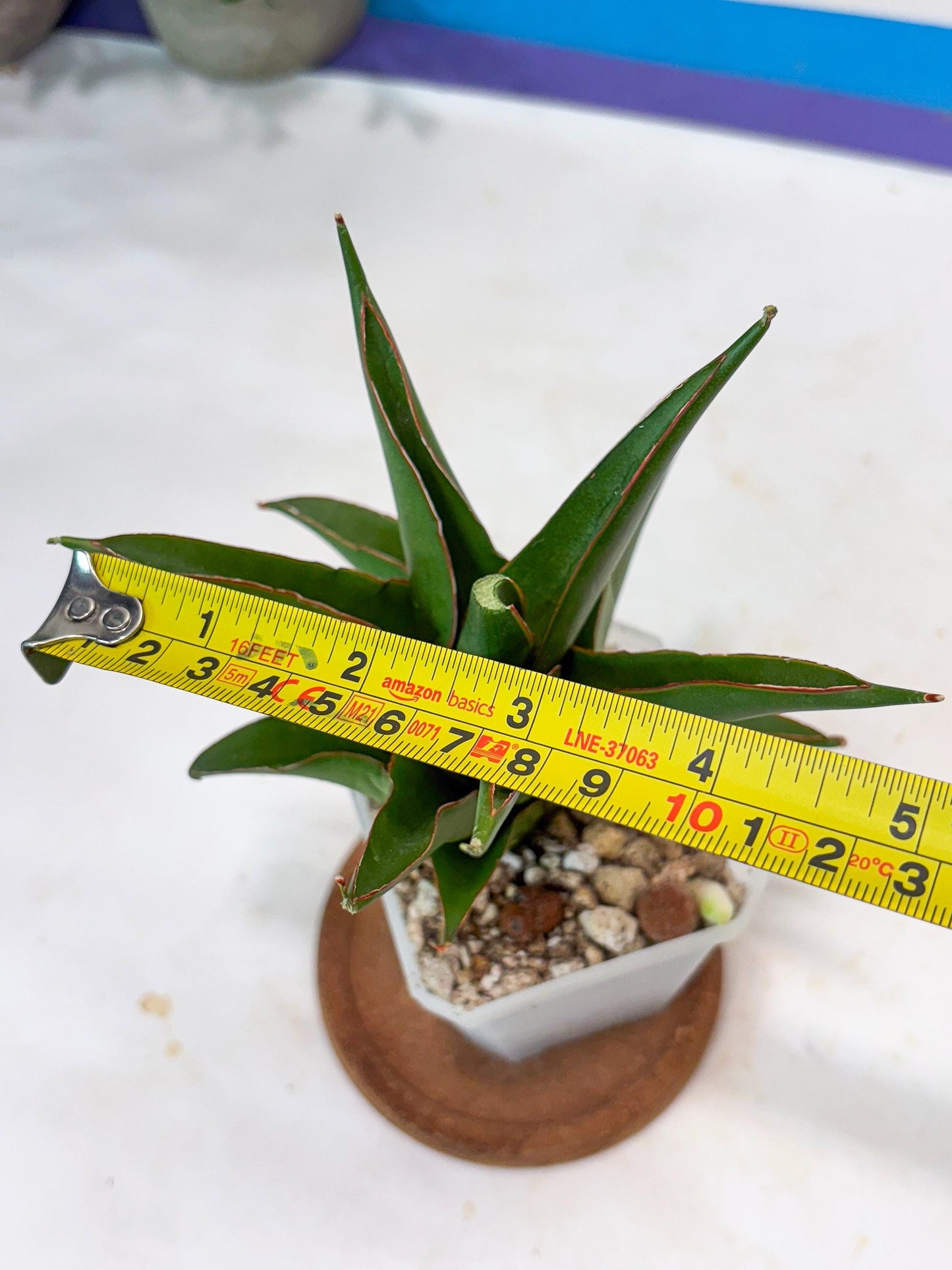 Sansevieria Luna (#Ba64) |