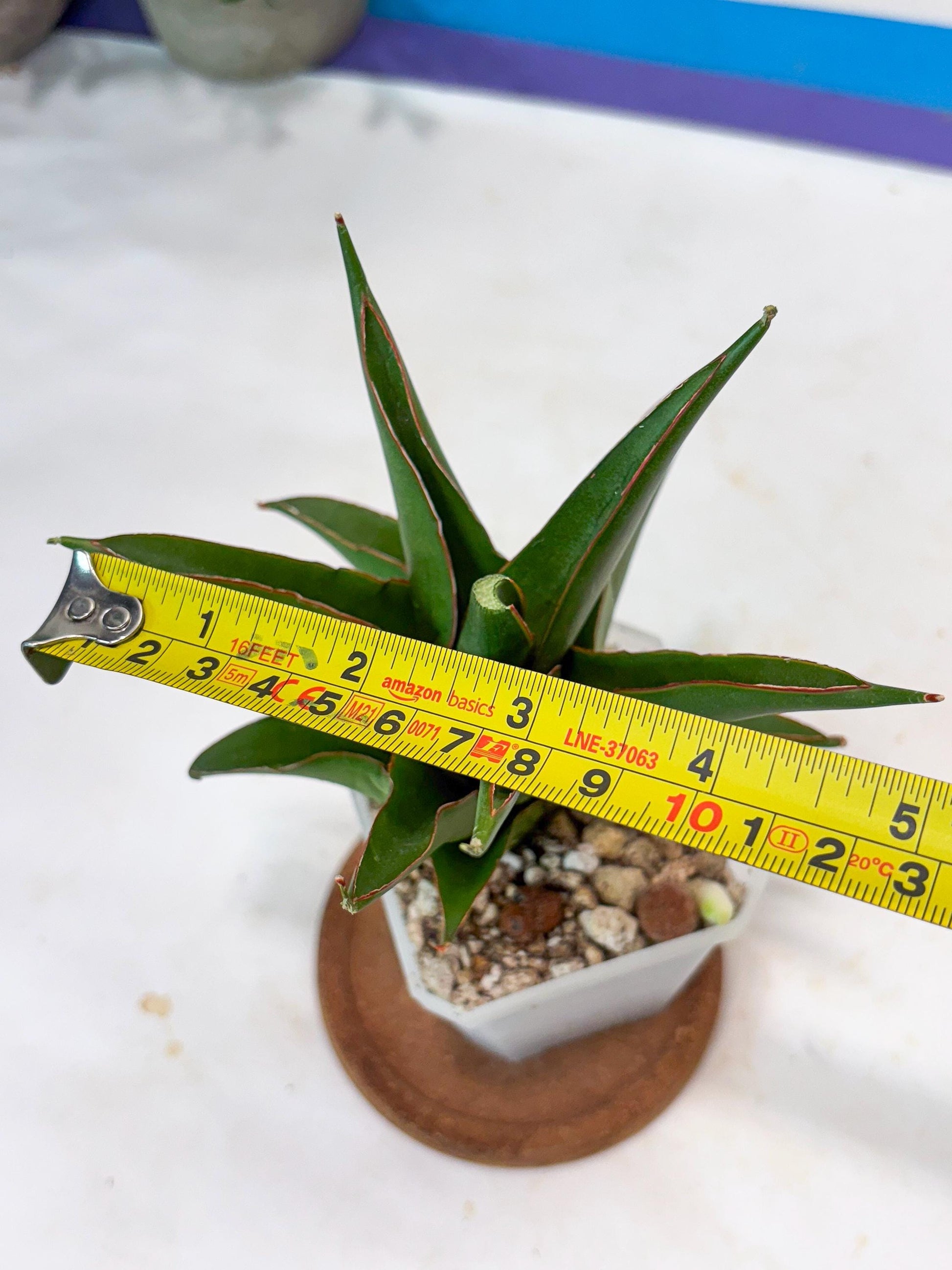 Sansevieria Luna (#Ba64) |