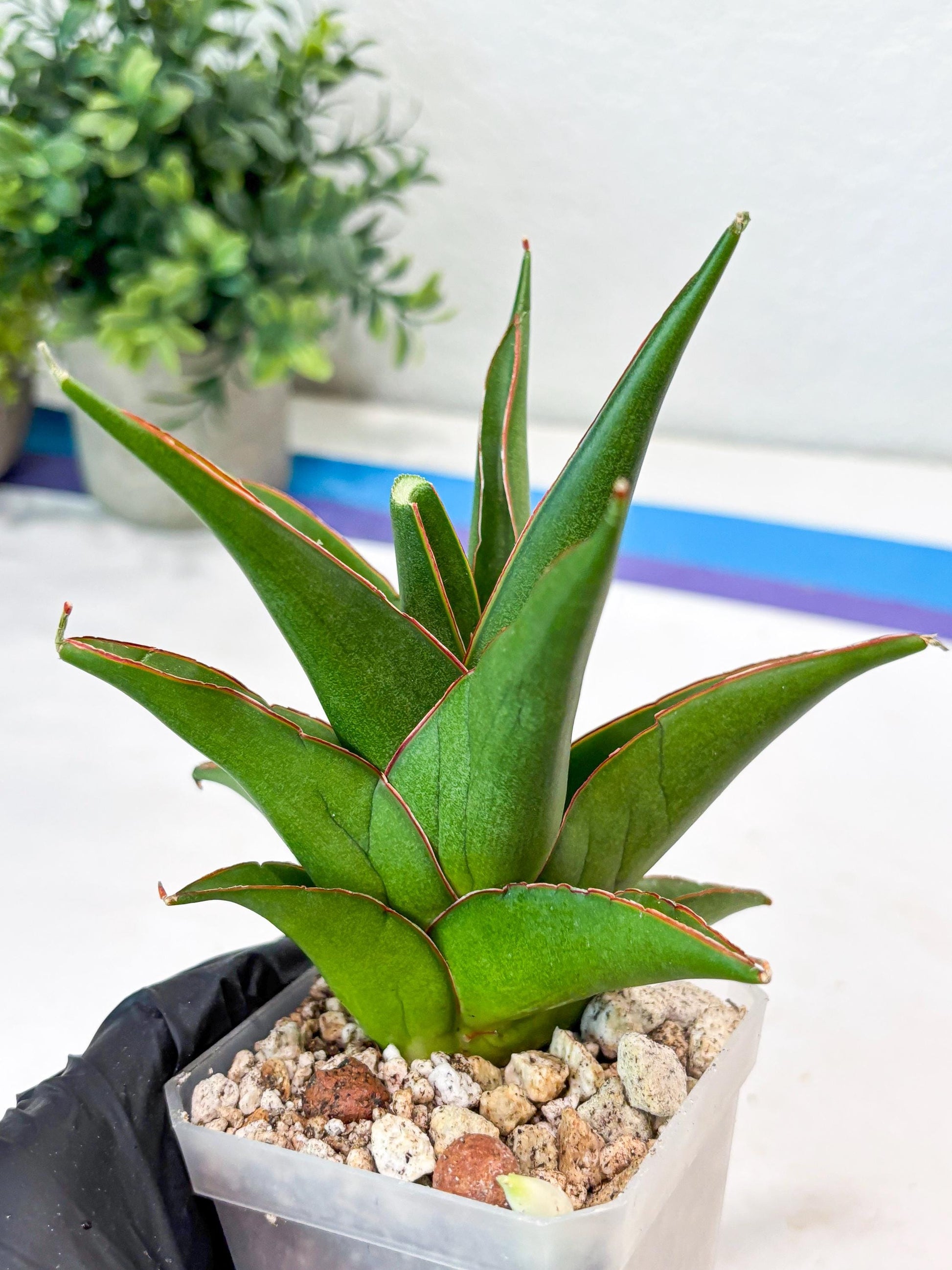 Sansevieria Luna (#Ba64) |