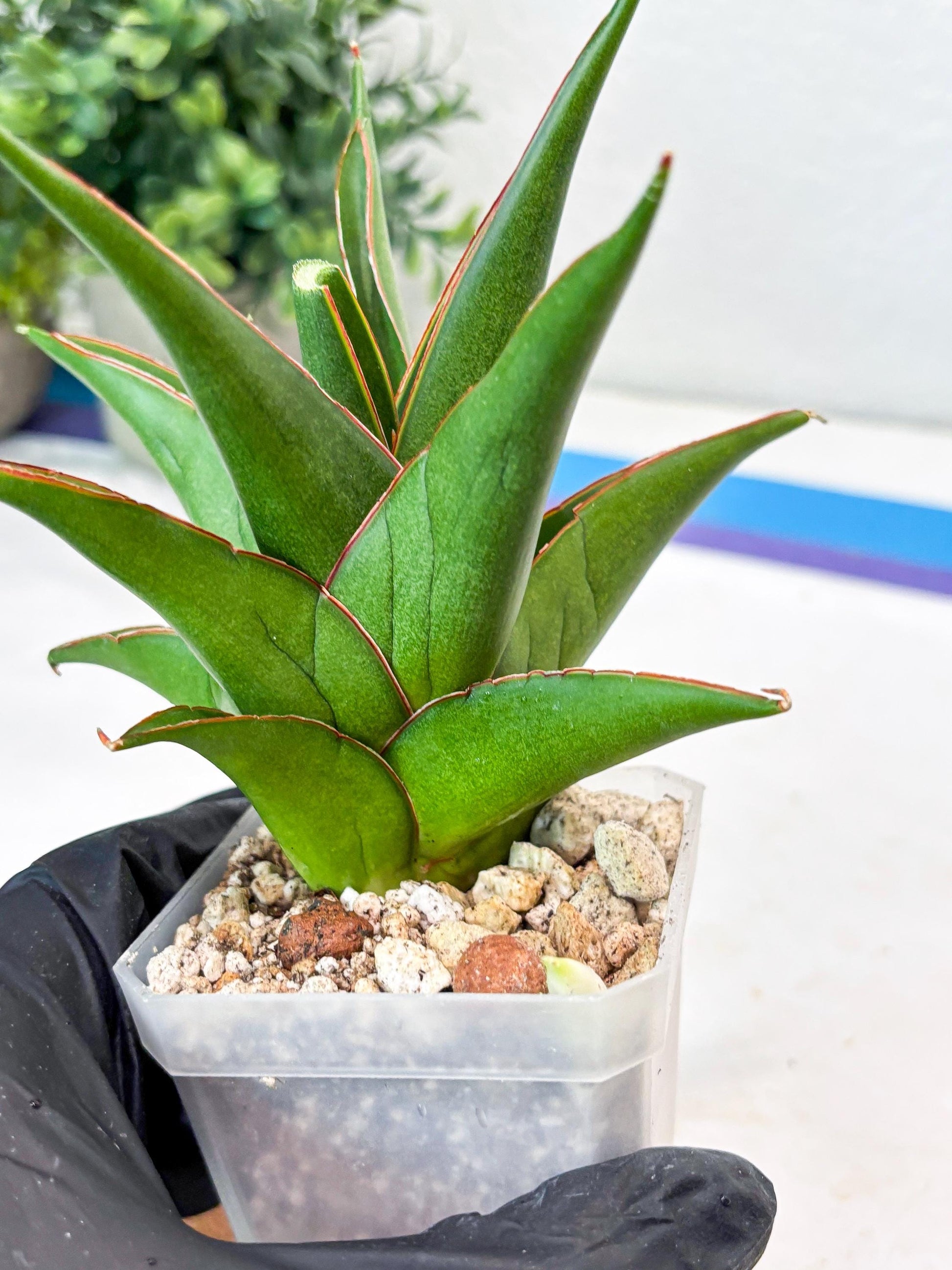 Sansevieria Luna (#Ba64) |