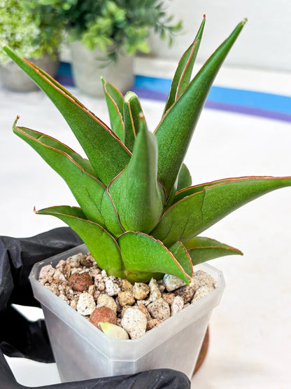 Sansevieria Luna (#Ba64) |