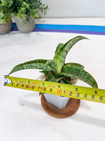 Sansevieria Mahameru (#Ba65) | Rare Snake Plant