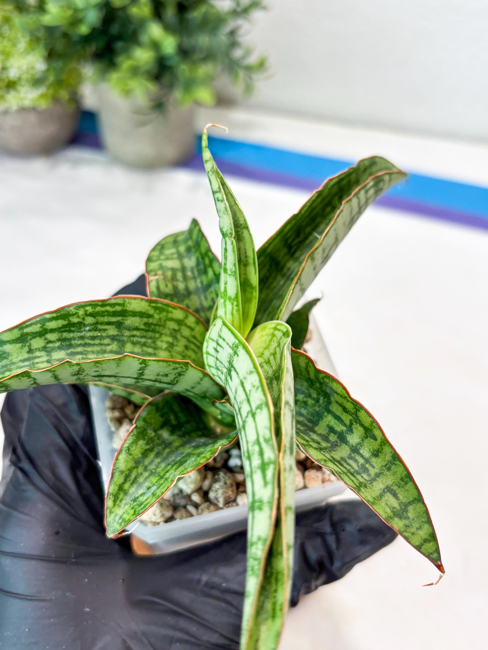Sansevieria Mahameru (#Ba65) | Rare Snake Plant