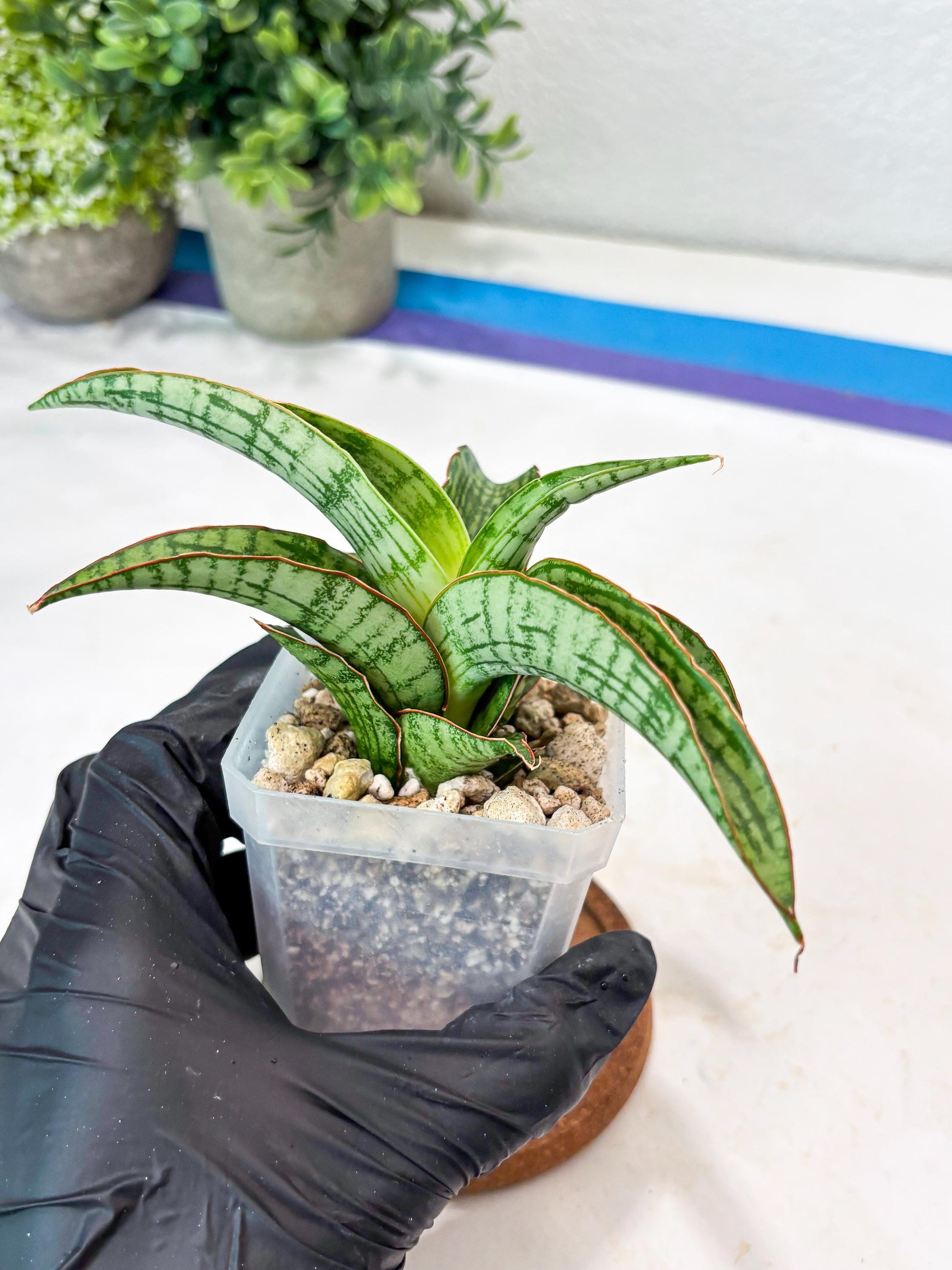 Sansevieria Mahameru (#Ba65) | Rare Snake Plant
