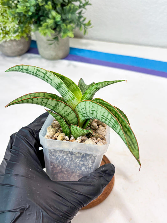 Sansevieria Mahameru (#Ba65) | Rare Snake Plant