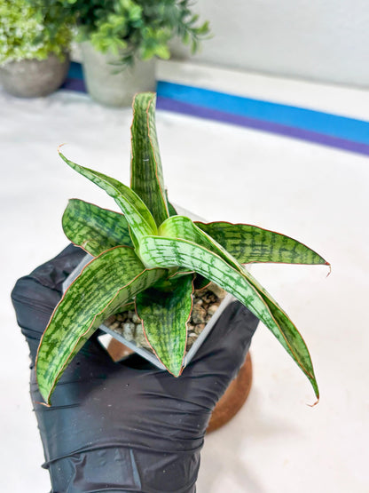 Sansevieria Mahameru (#Ba65) | Rare Snake Plant