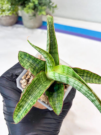 Sansevieria Mahameru (#Ba65) | Rare Snake Plant
