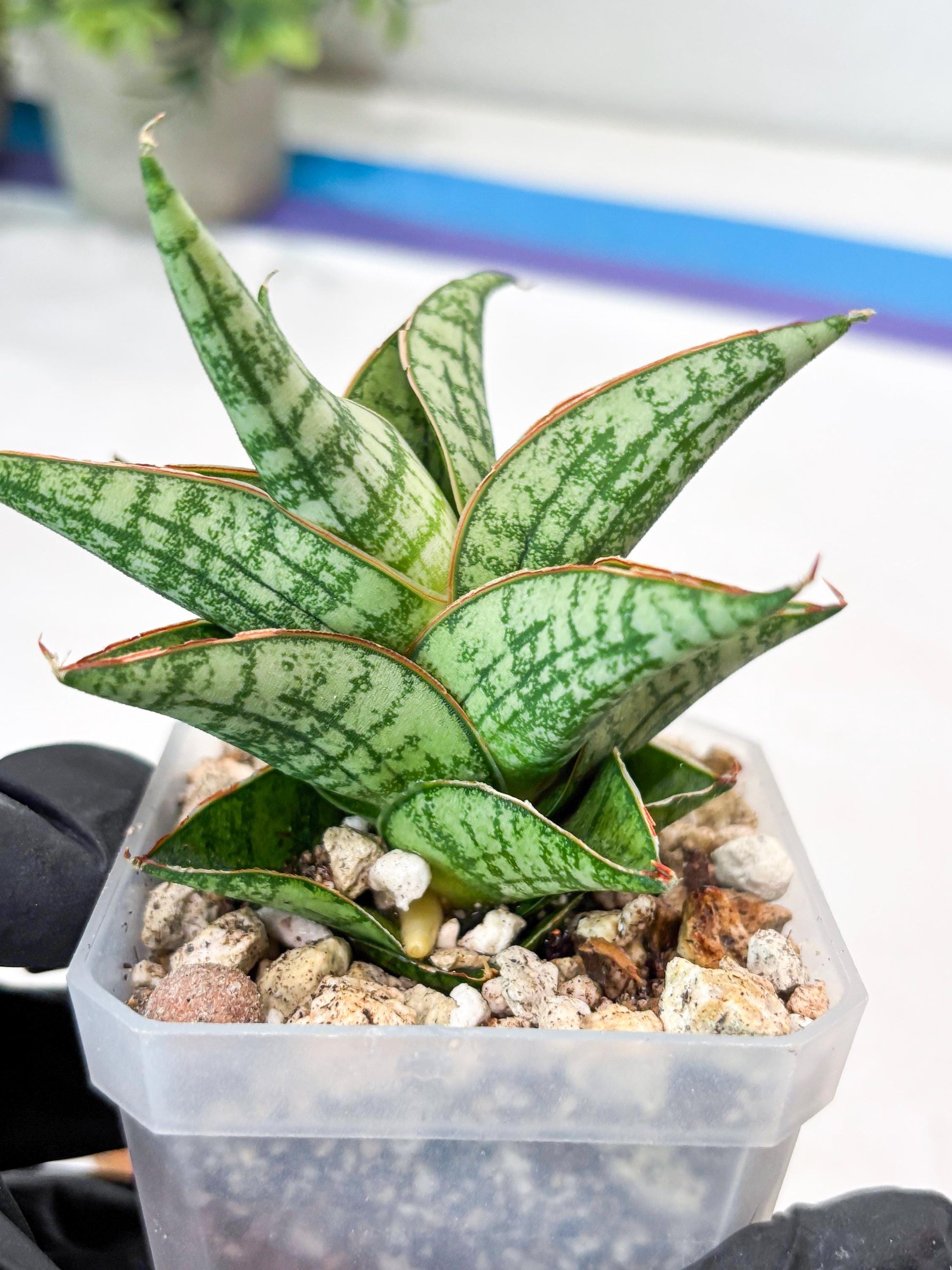 Sansevieria Mintus (#Ba68) | Imported Hybrid Species