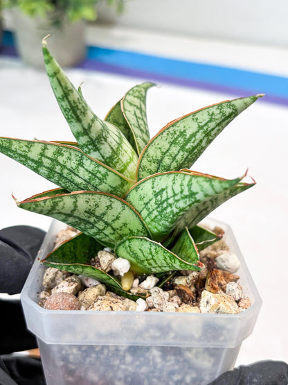 Sansevieria Mintus (#Ba68) | Imported Hybrid Species