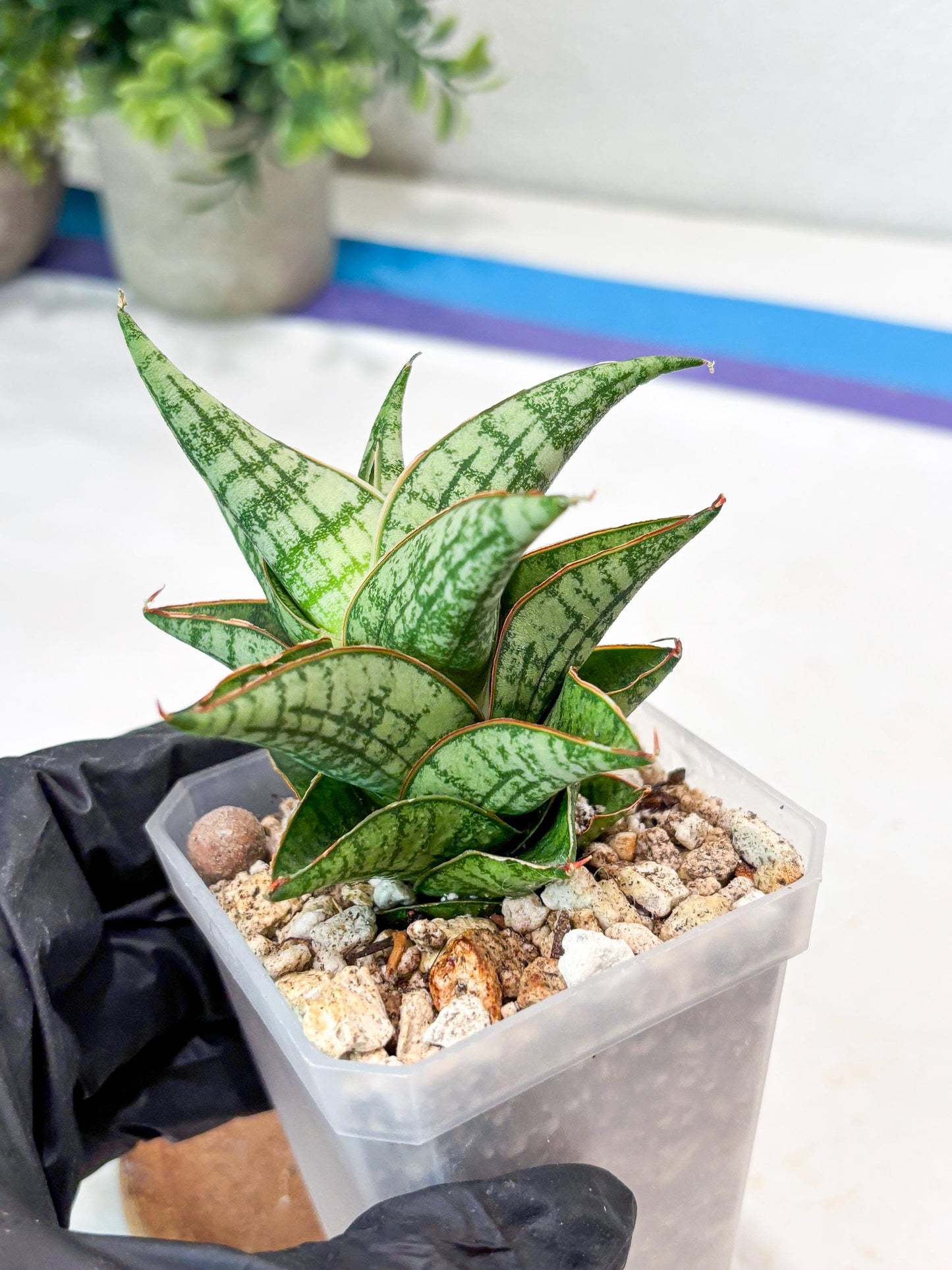 Sansevieria Mintus (#Ba68) | Imported Hybrid Species