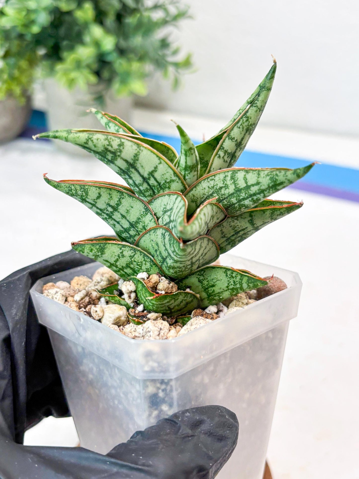 Sansevieria Mintus (#Ba68) | Imported Hybrid Species