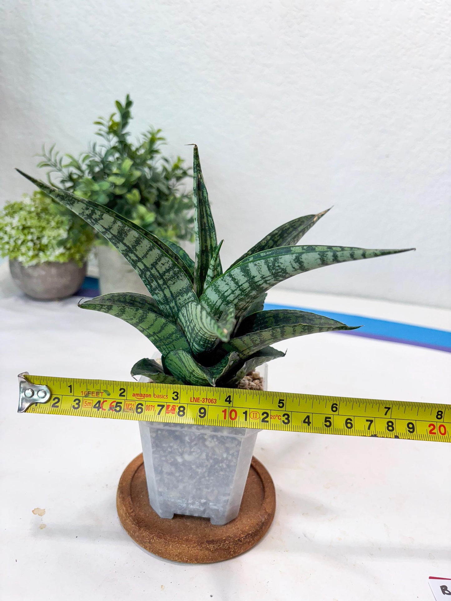 Sansevieria Modar (#Ba69) | Rare Snake Plant