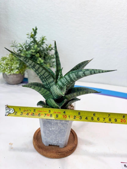Sansevieria Modar (#Ba69) | Rare Snake Plant