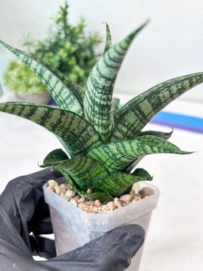 Sansevieria Modar (#Ba69) | Rare Snake Plant