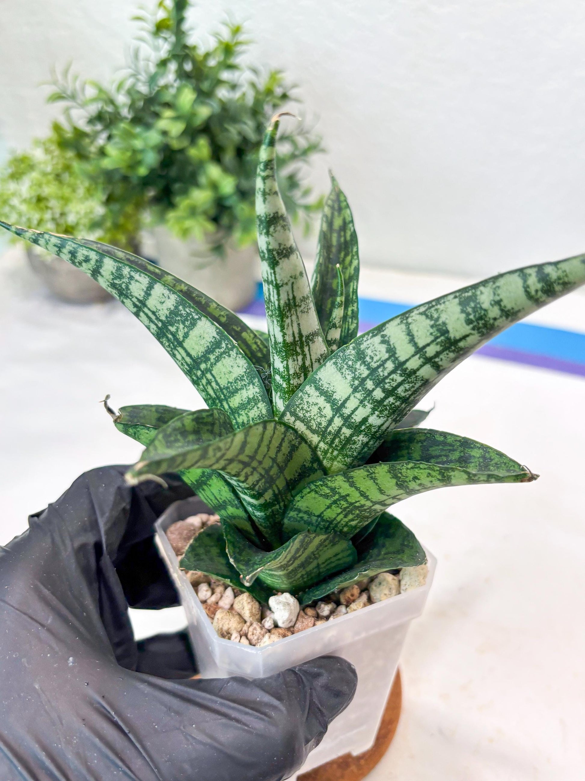 Sansevieria Modar (#Ba69) | Rare Snake Plant