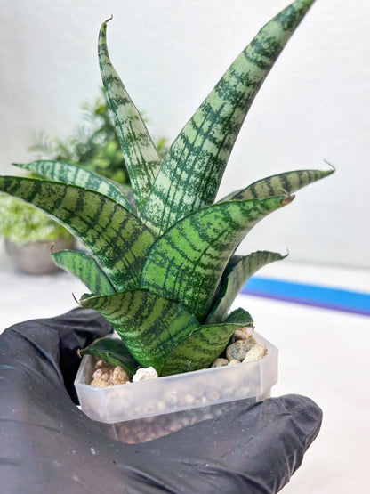 Sansevieria Modar (#Ba69) | Rare Snake Plant