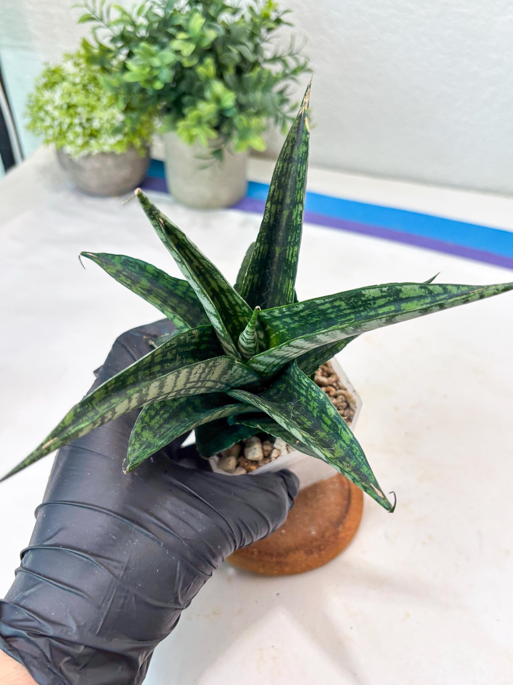 Sansevieria Modar (#Ba69) | Rare Snake Plant